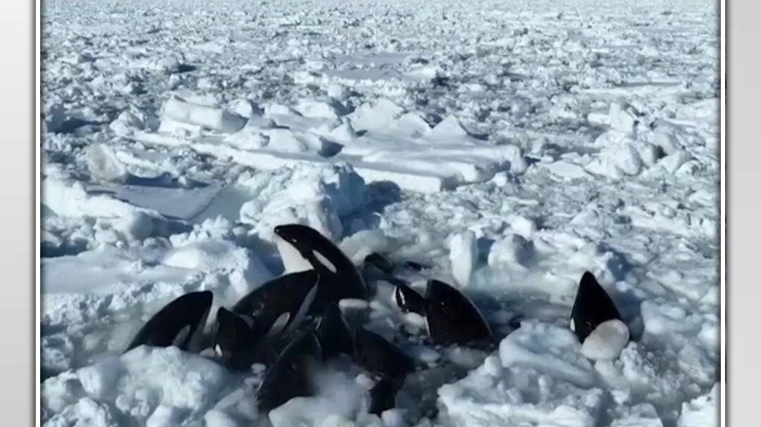 13 killer whale stuck