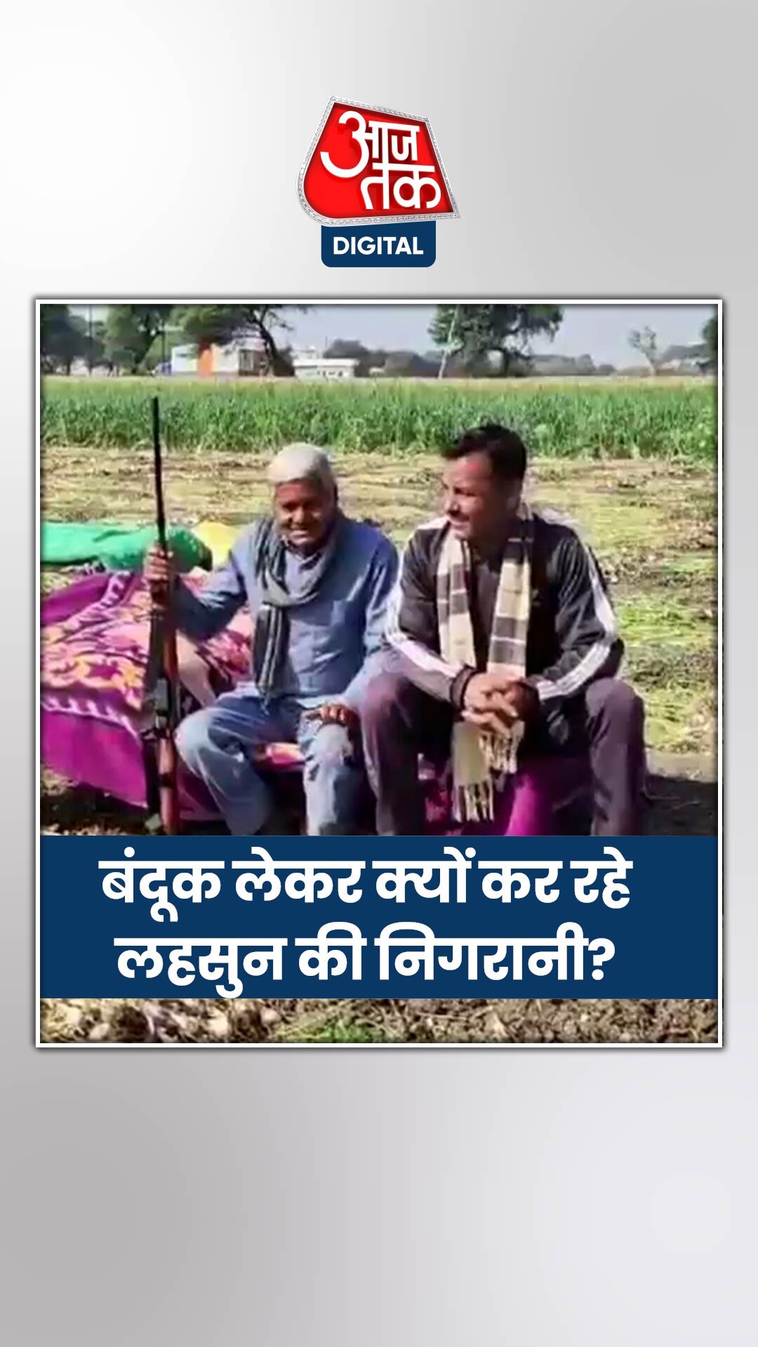 लहसुन चोरी के डर से बंदूक लेकर किसान कर रहे फसलों की रखवाली