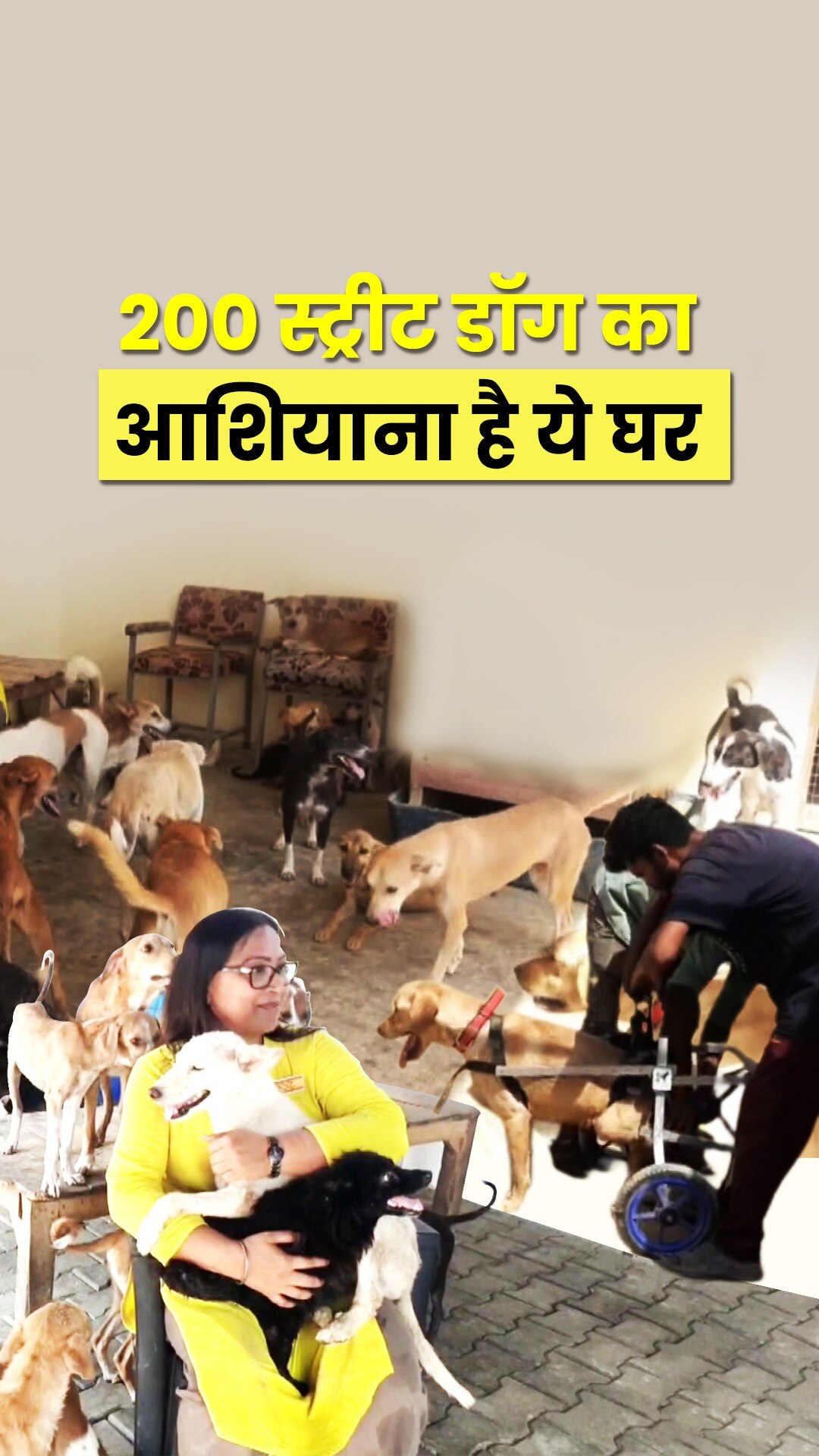यहां एक ही घर में रहते हैं 200 स्ट्रीट डॉग