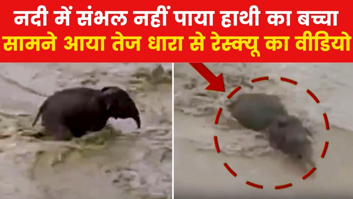 Baby Elephant rescue video