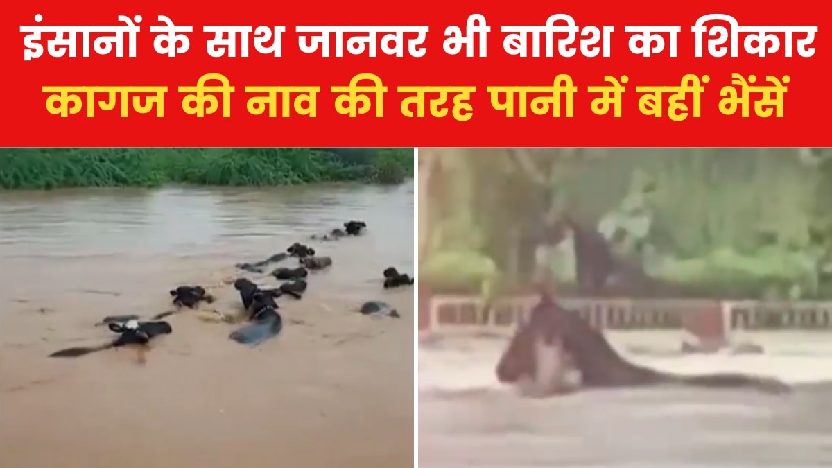 Kutch animals washed away
