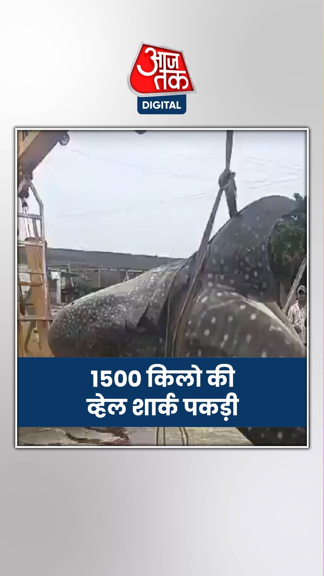 मछुआरे के पास मिली 1500 किलो की व्हेल शार्क