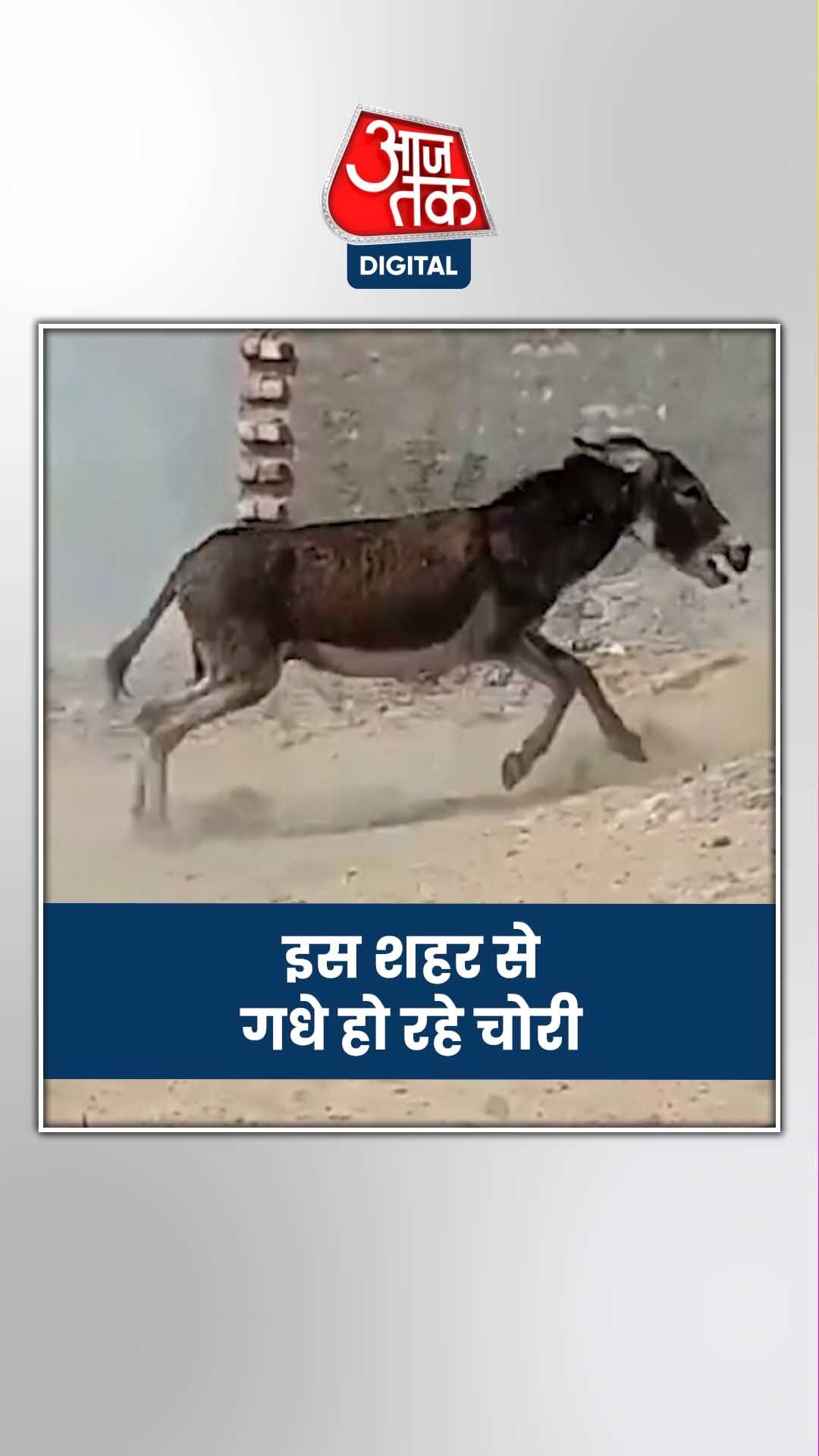 एमपी में एक के बाद एक गधे हो रहे चोरी