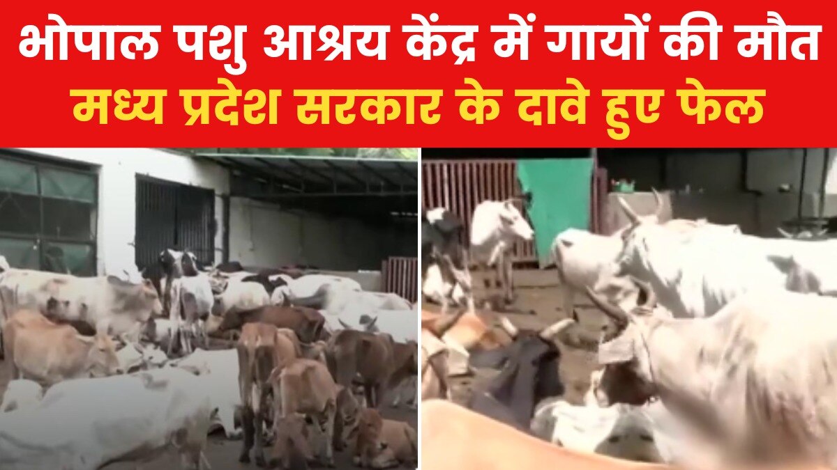 भोपाल में गायों की दुर्दशा! डबल इंजन सरकार के बावजूद हालात खराब