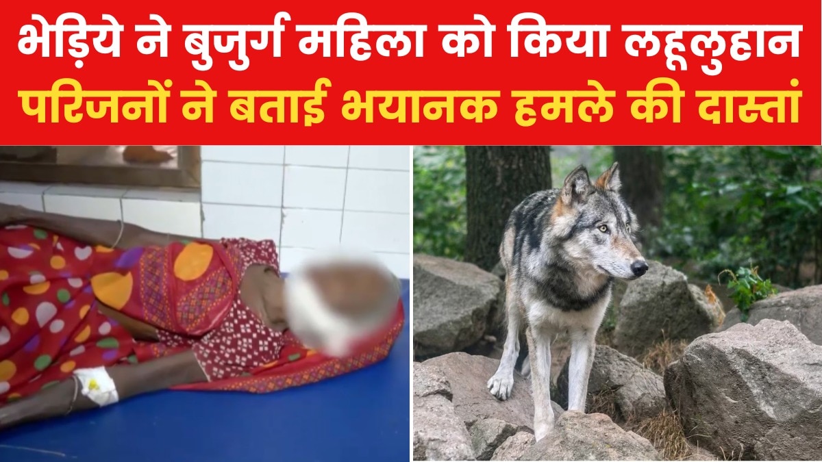 wolf attack on elder women