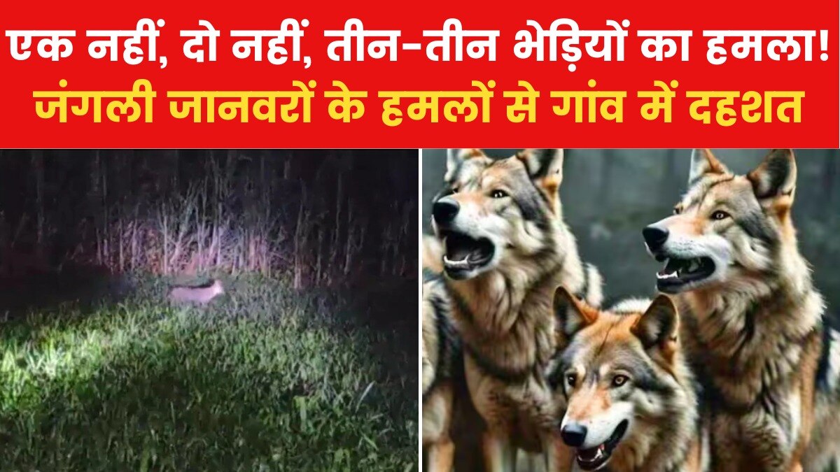 Wolf attack in bahraich village