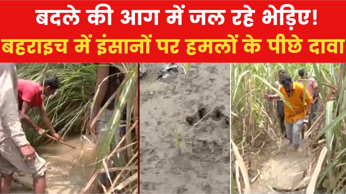 Bahraich wolves are taking revenge