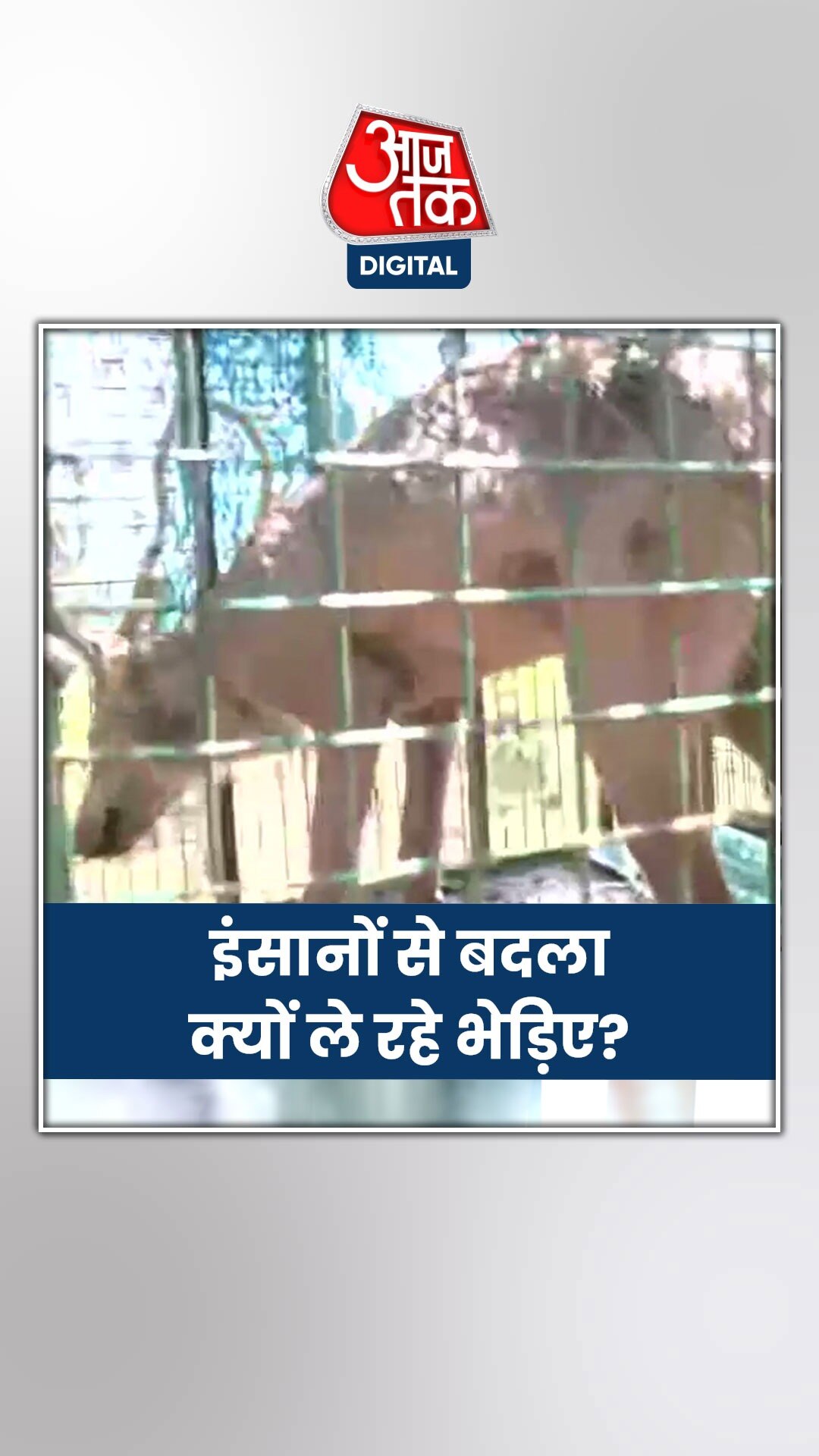 मिल गई वो जगह, जहां रहता था भेड़ियों का पूरा कुनबा!