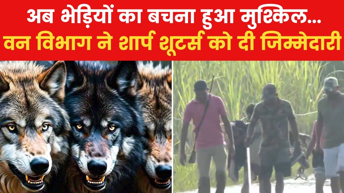 बहराइच में भेड़ियों को मारने निकले 18 शार्प शूटर्स, देखें रिपोर्ट