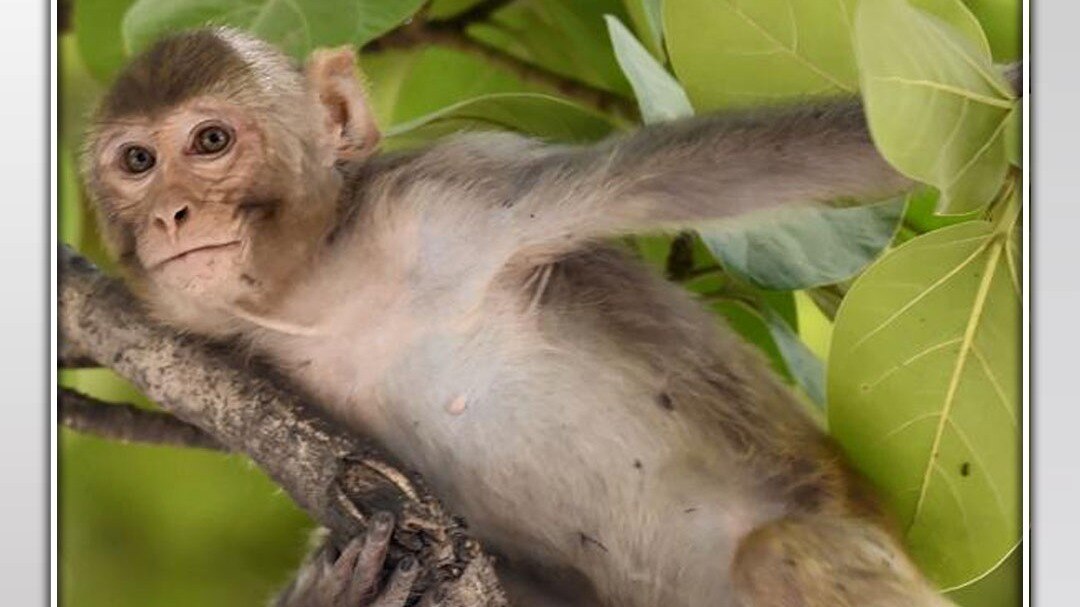 Monkey connection with Monkey pox