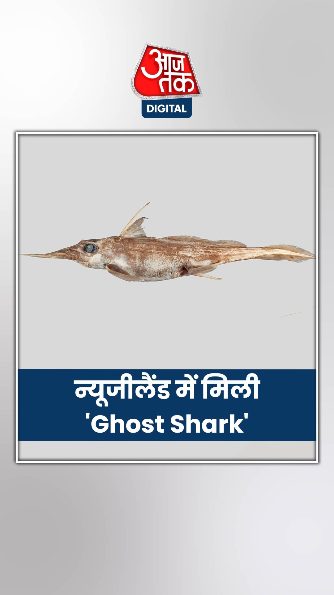 न्यूजीलैंड में मिली 'Ghost Shark' की नई प्रजाति