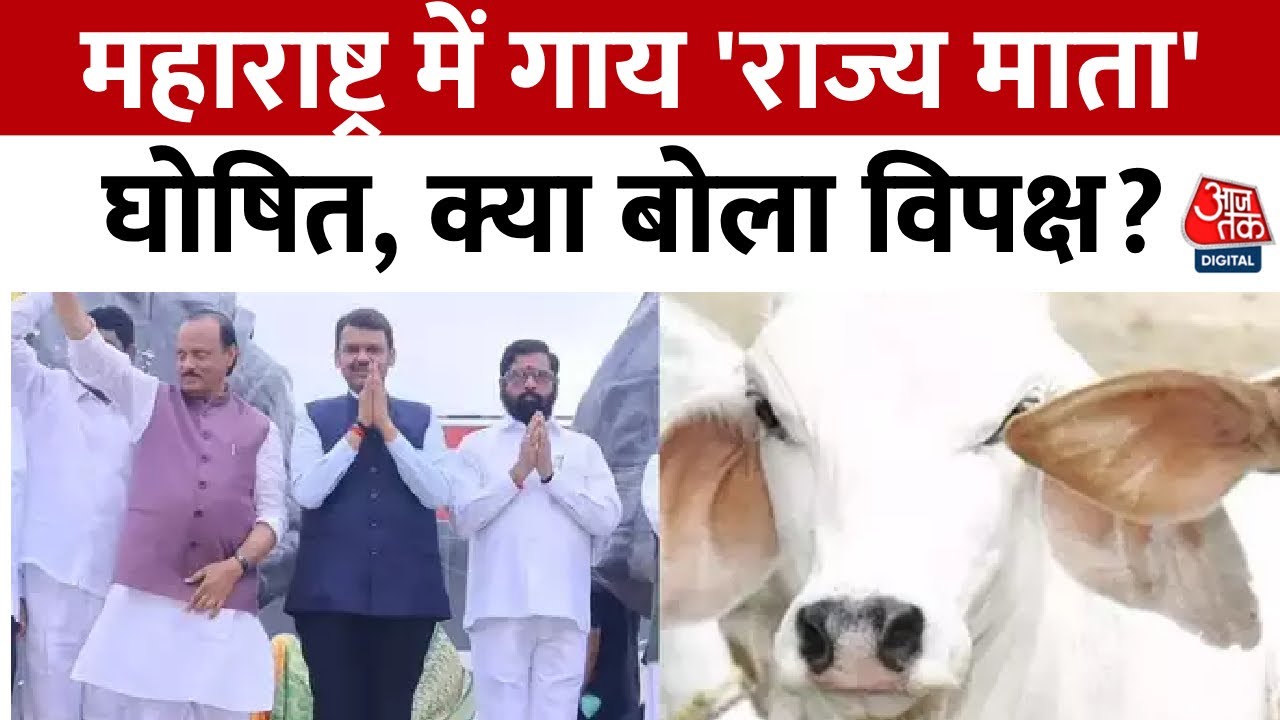 महाराष्ट्र में देशी गाय को राज्यमाता का दर्जा क्या चुनावी दांव? देखें