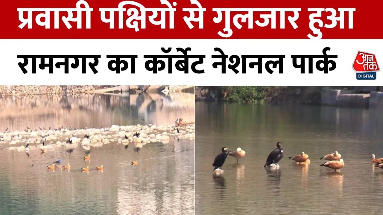 Migratory birds arrive at Corbett