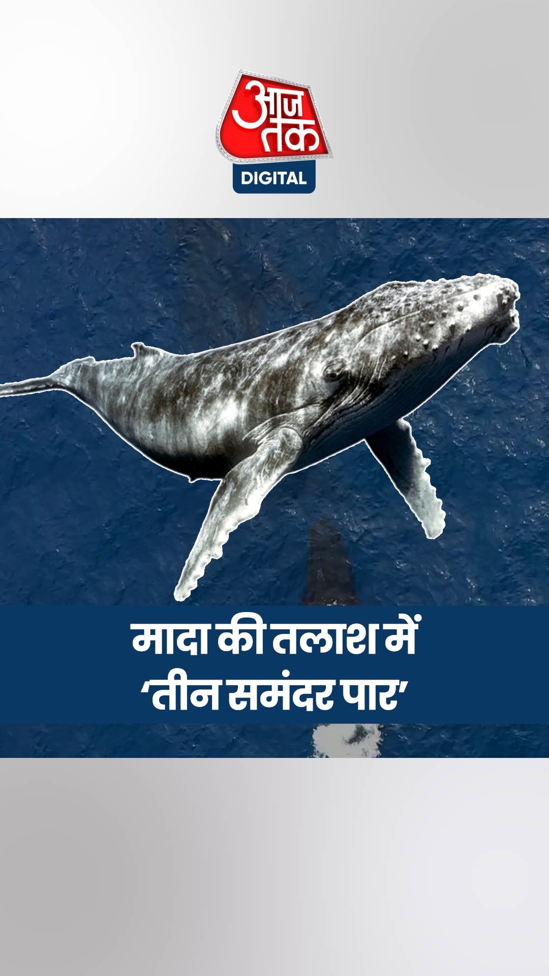 मादा की तलाश में नर व्हेल ने पार किए तीन समंदर