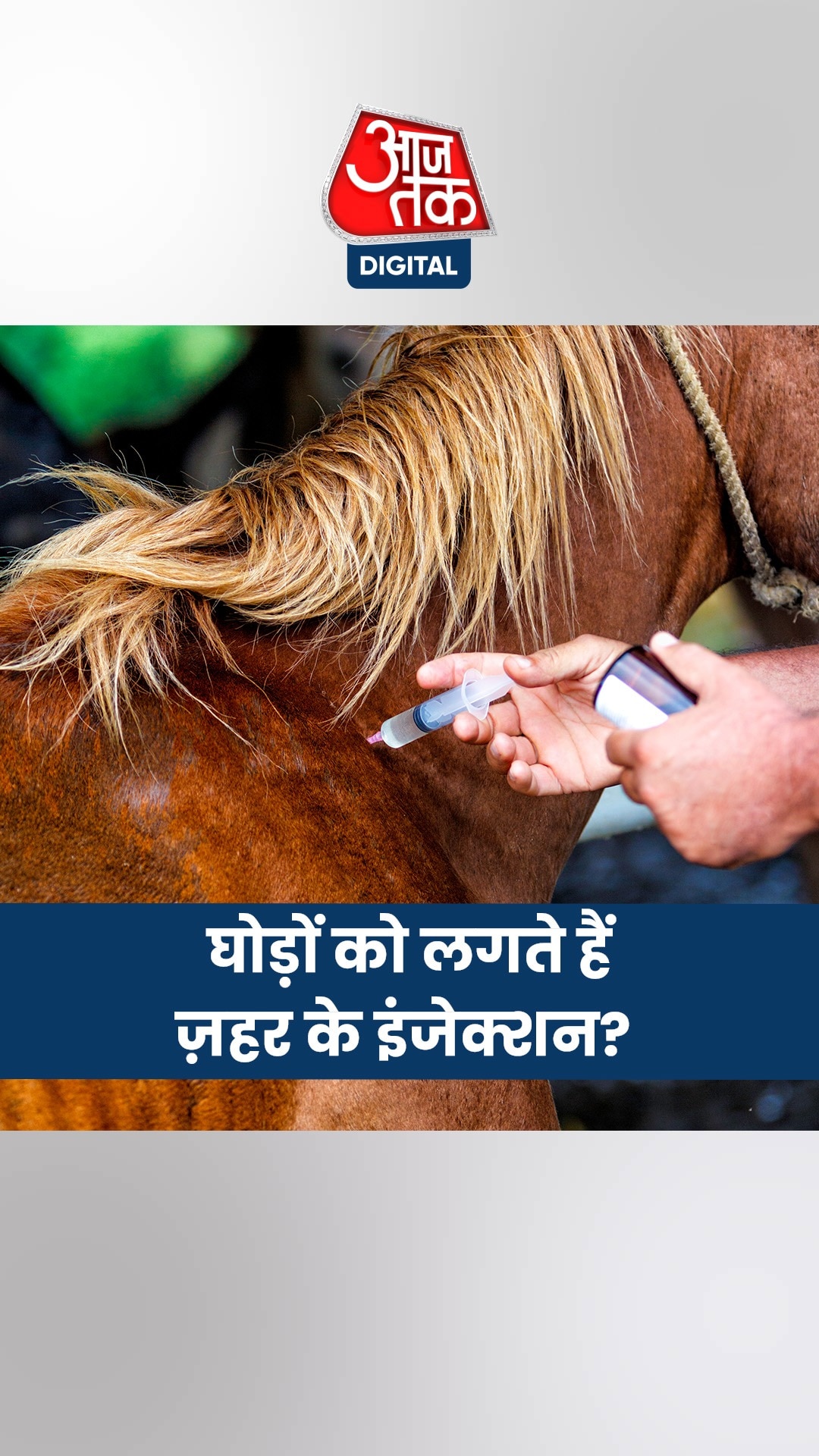 सांप के जहर से क्यों बनाए जाते हैं Antivenom, घोड़ों की क्या है भूमिका?