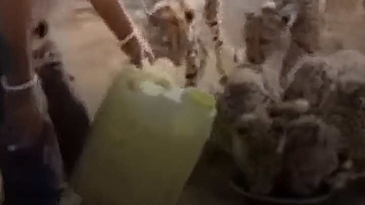 kuno cheetah water story