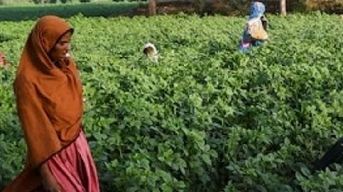 Pakistan के करोड़ों Farmers में डर का माहौल