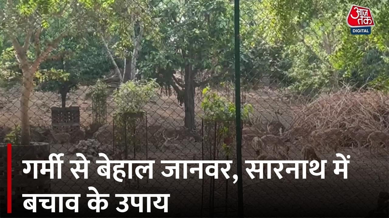 Animals suffering from the heat, rescue measures in Sarnath.