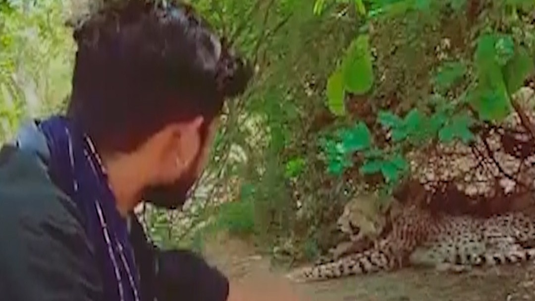 man takes selfie with cheetahs