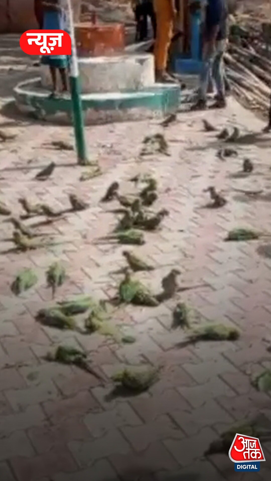 भयंकर तूफान में 100 तोतों की मौत, जमीन पर पड़ी दिखी लाशें