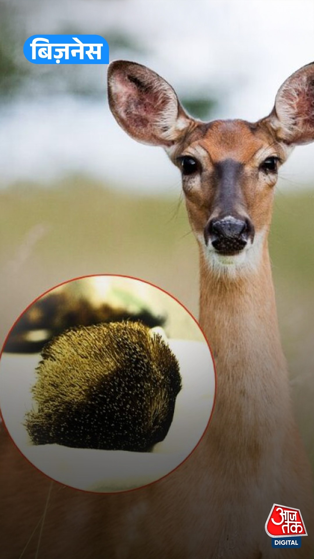 कस्तूरी क्या है... जानें क्यों है ये Gold से भी महंगी?