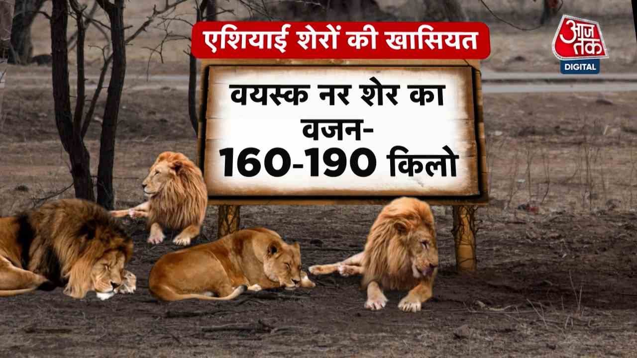 Asian lion population in Gujarat rises to 891