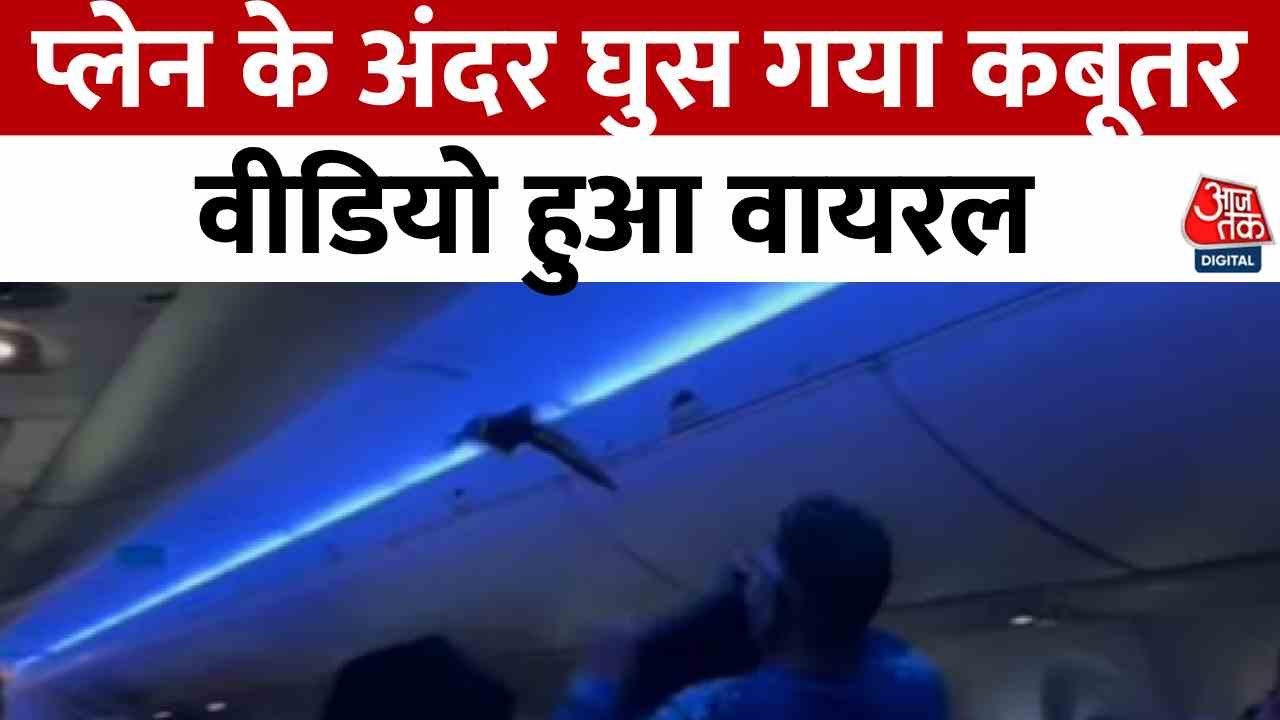 जब अमेरिका की एक फ्लाइट में घुसा कबूतर, देखें यात्रियों में कैसे मचा हड़कंप