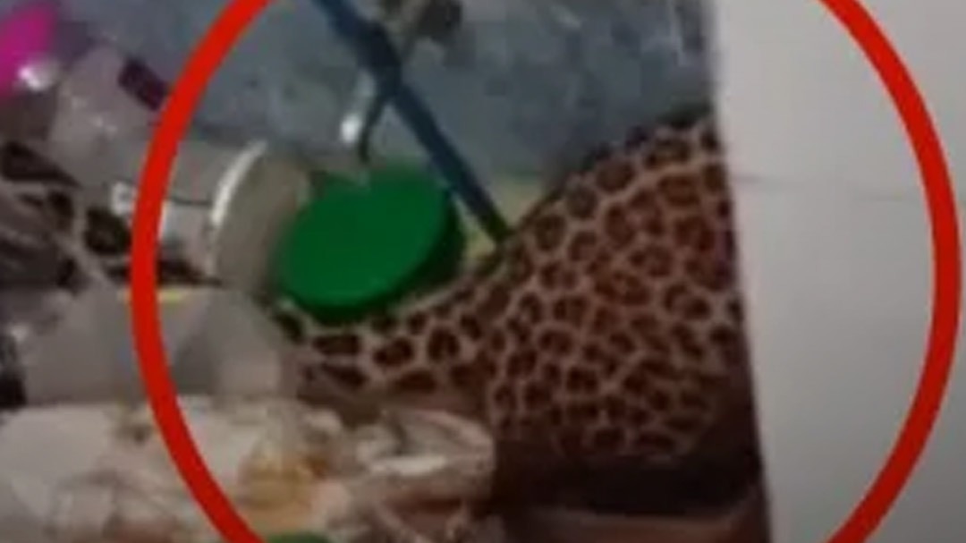 Leopard entered the bathroom