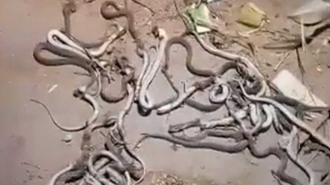 Meerut snakes appeared in Farmer house