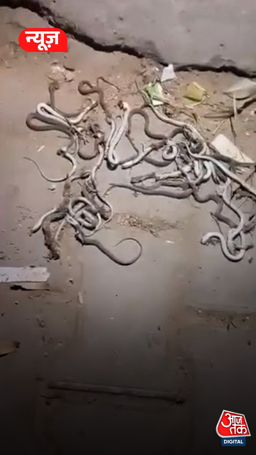 घर में निकले दर्जनों सांप, एक-एक कर मारता गया प‍र‍िवार