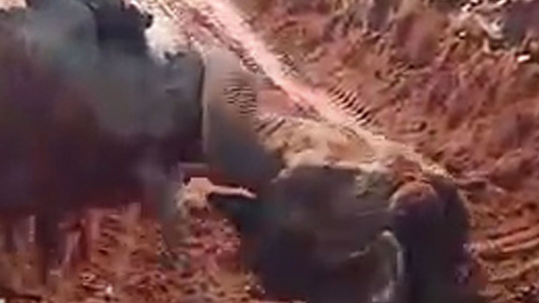 Baby Elephant fell down in Raigarh Forrest