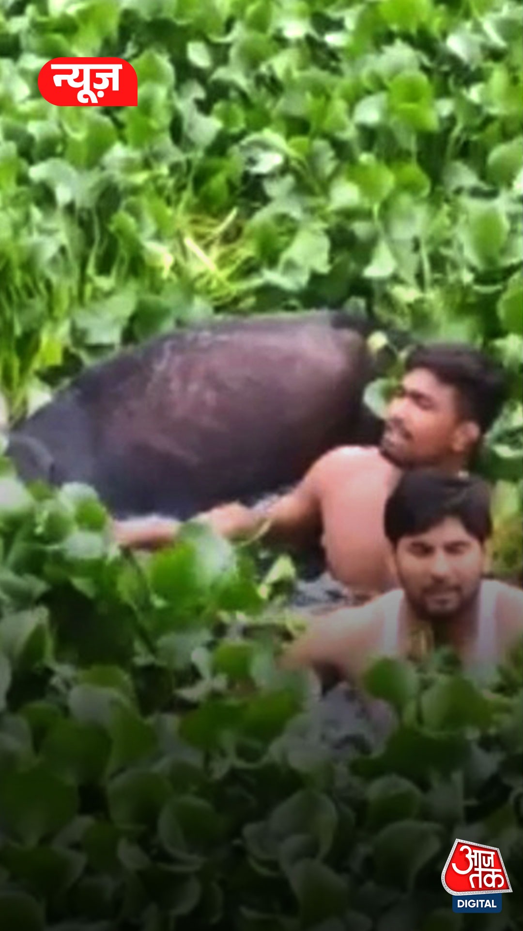 मुस्लिम युवकों ने गाय को रेस्क्यू कर पेश की मिसाल 
