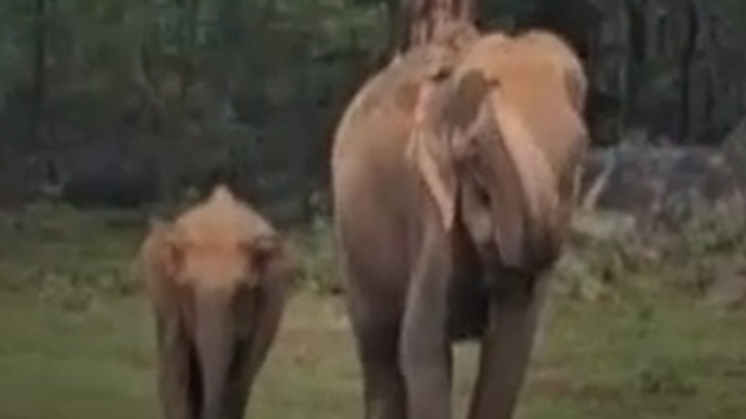 Bokaro elephant attack