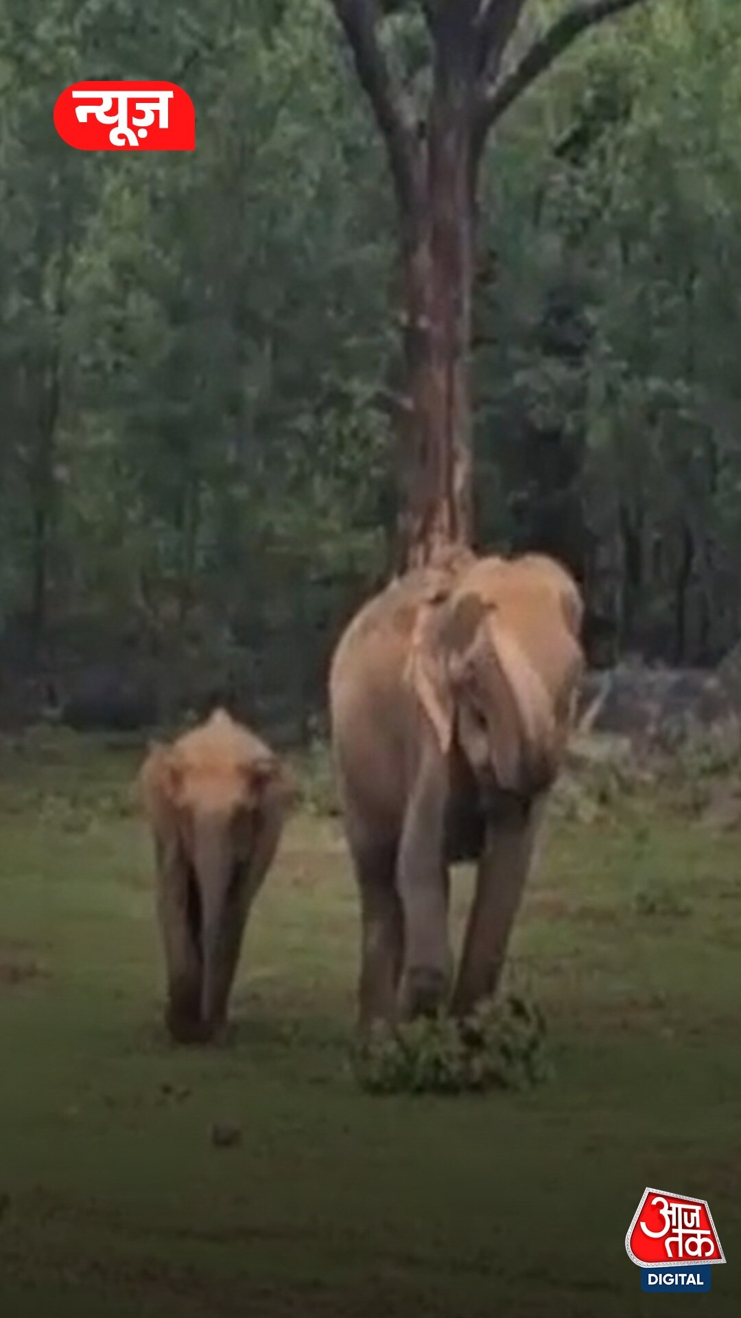 जंगली हाथियों ने मजदूर को कुचला, गांव में दहशत