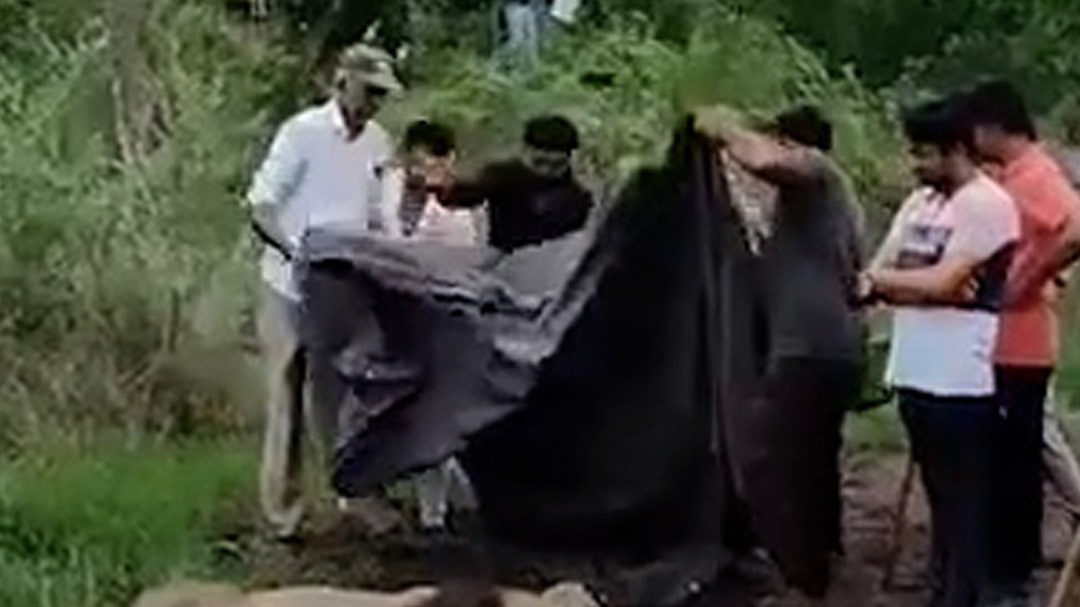 Lion Attack