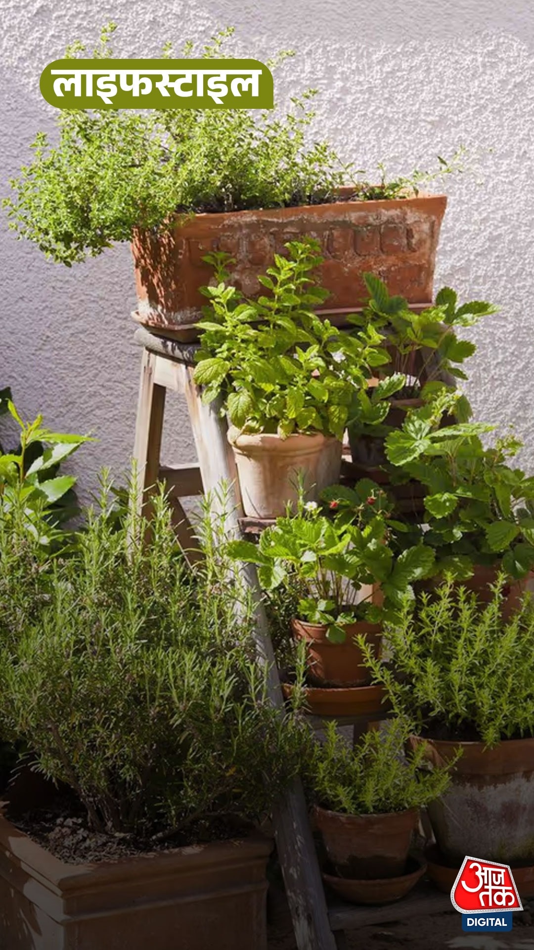 घर में लगाएं Medicinal Garden, जानिए कौन-कौन से पौधे?