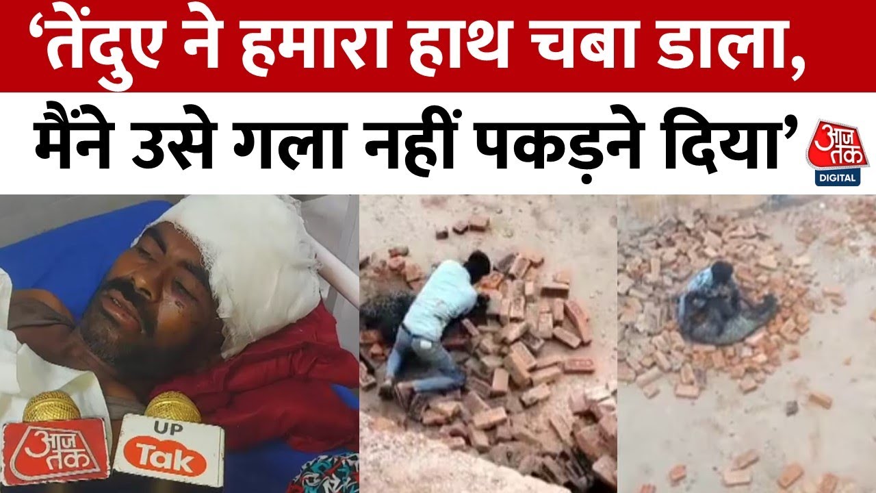 A man catches a leopard in Lakhimpur Kheri brick kiln