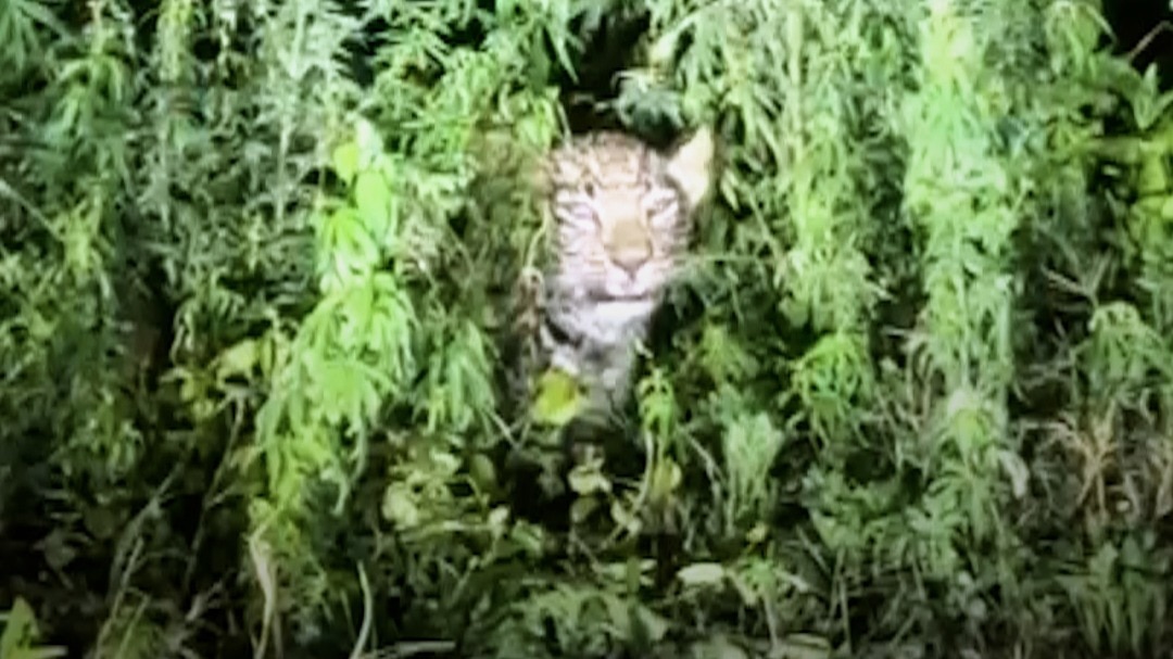 leopard in Bijnor