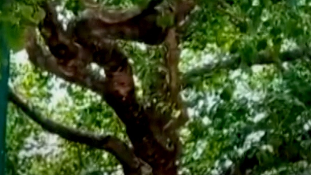 bodhgaya tree maintainance cost - 16 lakh INR
