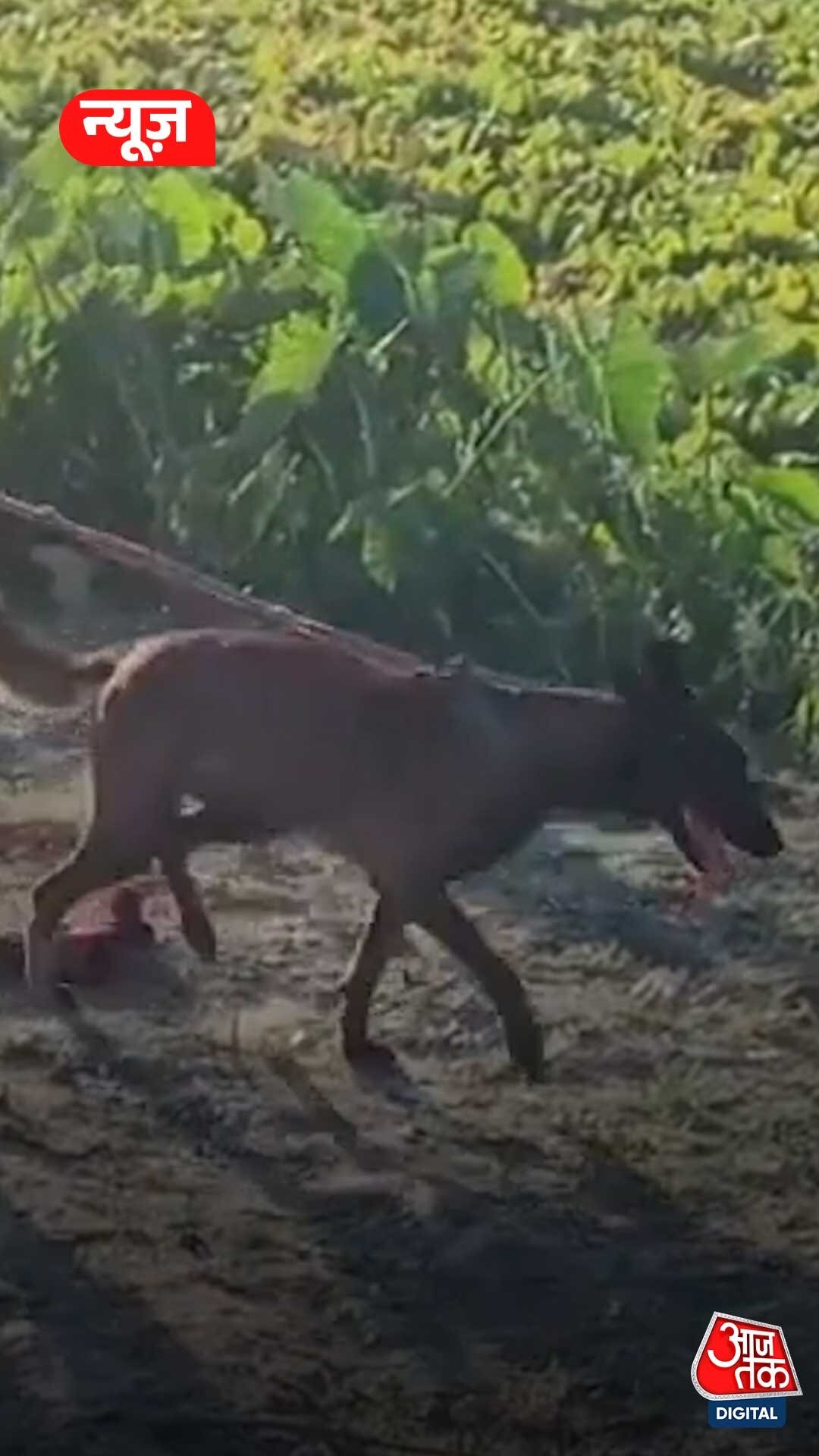 डायन के शक में एक परिवार के 5 लोगों को जलाया