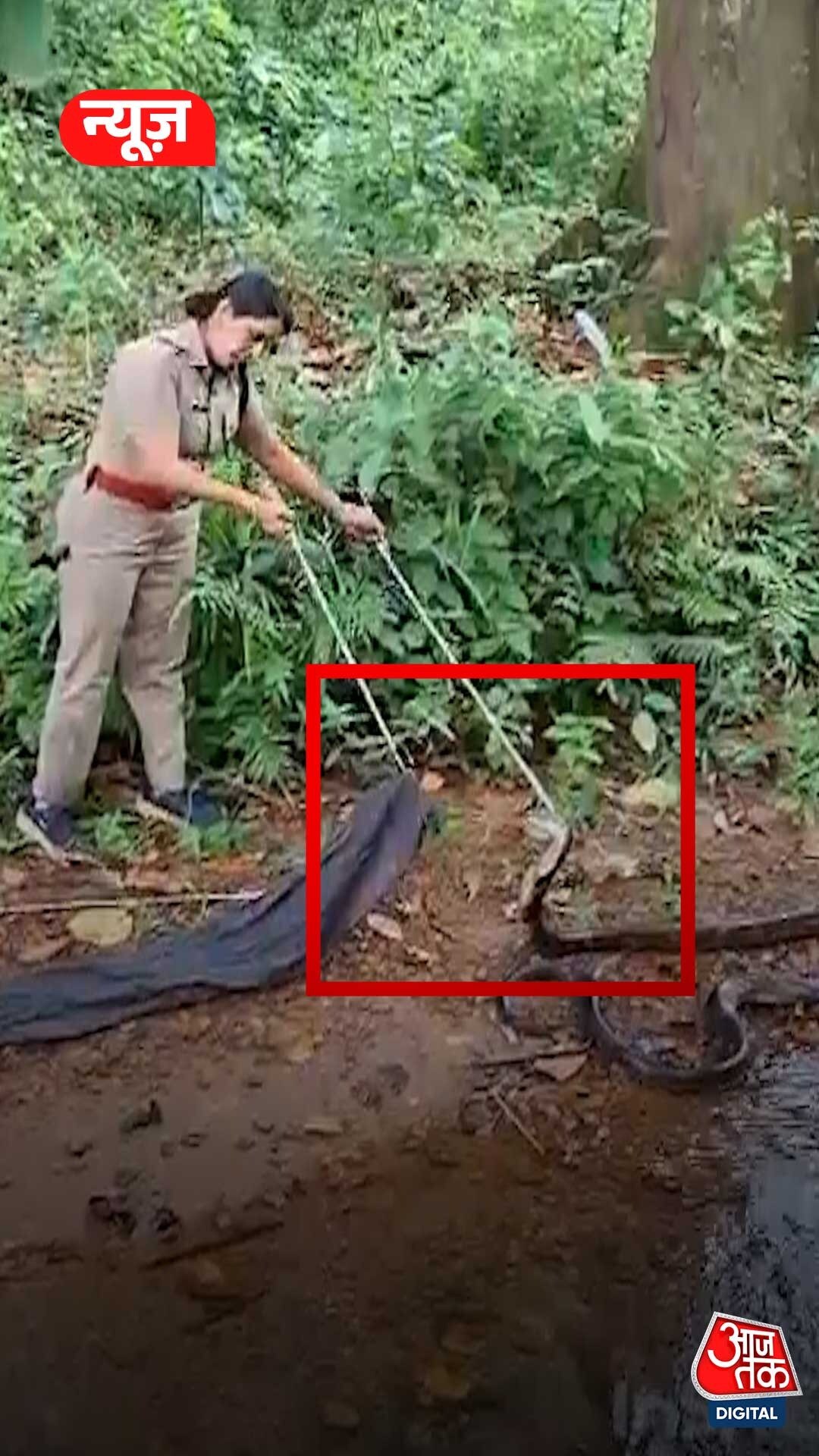 महिला वन अधिकारी ने किया किंग कोबरा का रेसक्यू