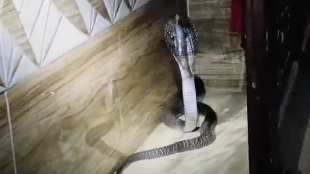 Cobra