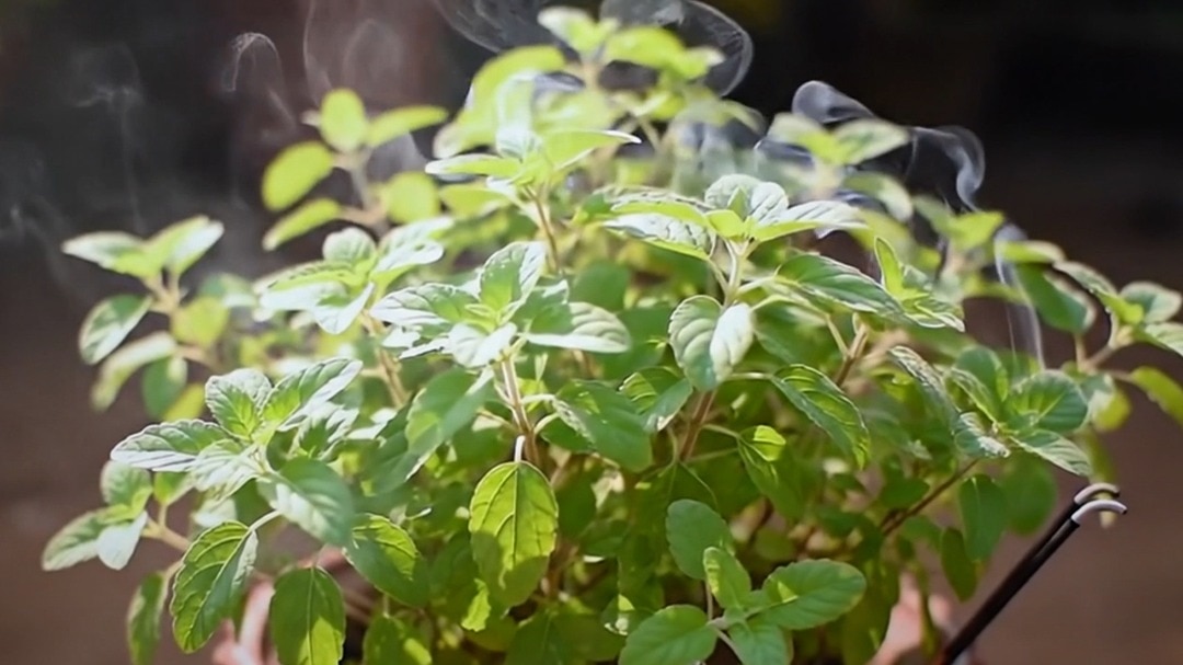 tulsi plant revival at home tips
