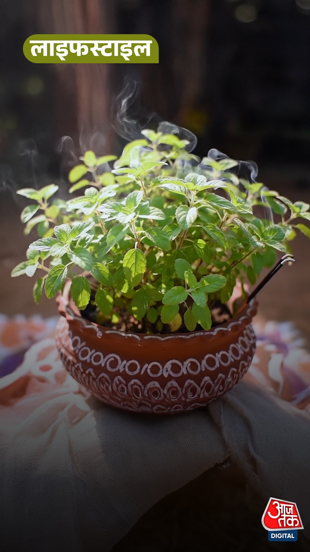Tulsi के पौधे में लग गए कीड़े? डाल दें ये सस्ता घोल