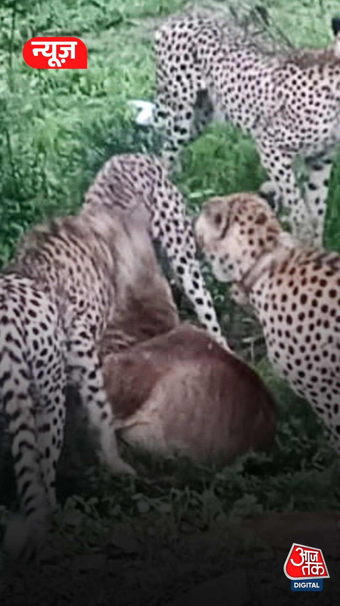 कूनो नेशनल पार्क की मादा चीता 'ज्वाला' चर्चा में क्यों?