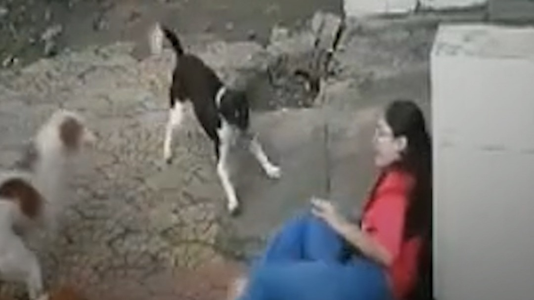 Indore Dog Attack