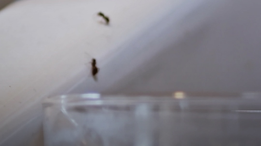 ants in kitchen removal tips for indian homes