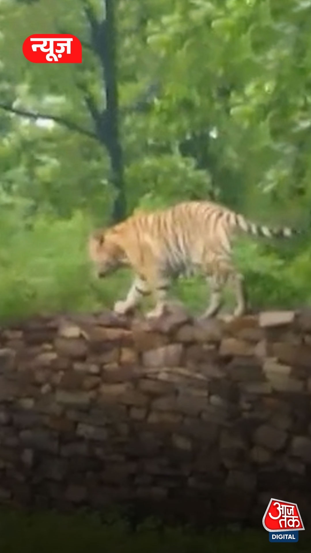 पन्ना में बाघ की रैंप वॉक