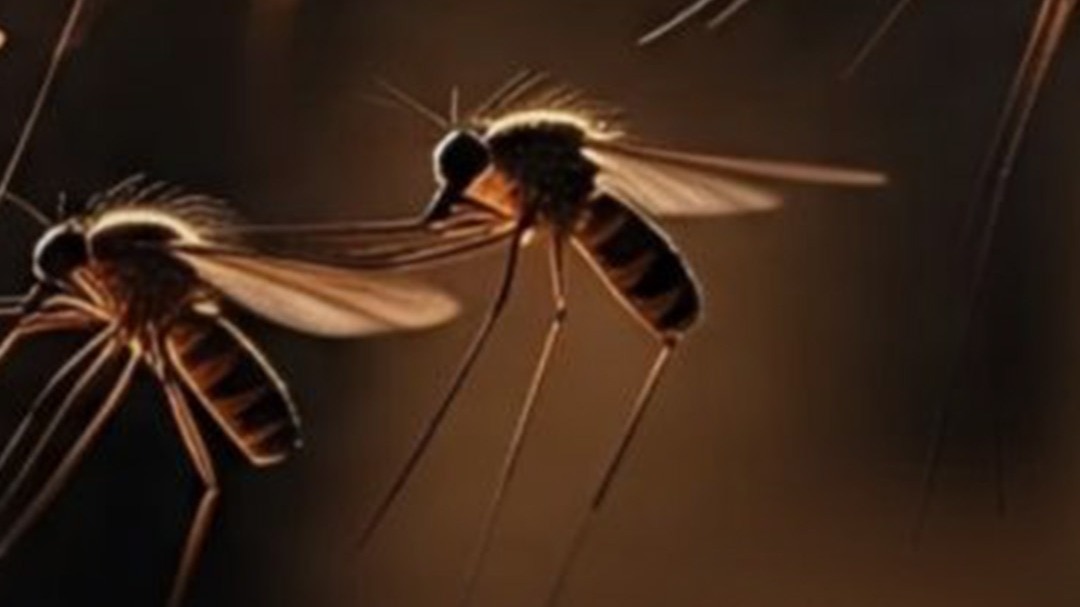 mosquittoes in rain - safety tips