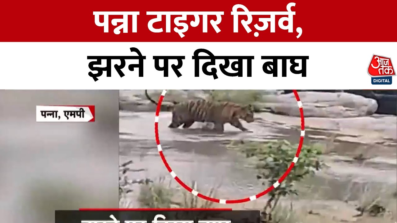 A tiger was spotted at the waterfall in Panna, entertaining the people.